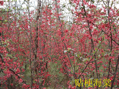 贴梗海棠