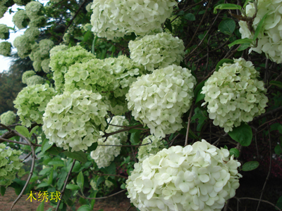 木绣球