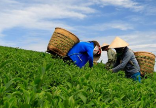 茶业APP开发解决方案